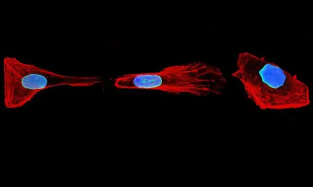 Cells with mechanical memory: New insights into cell movement
