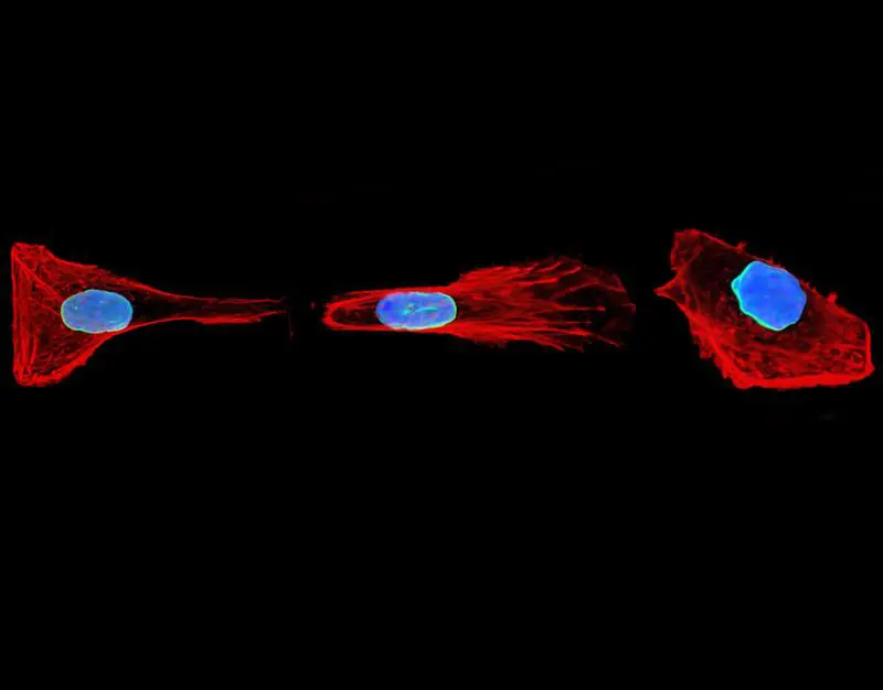 Cells with mechanical memory: New insights into cell movement