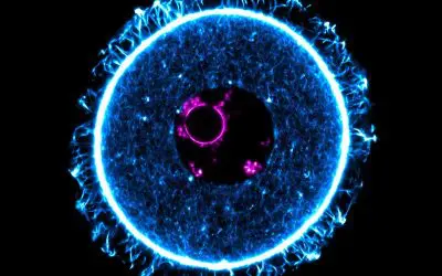 Protein controls pause state of egg cells