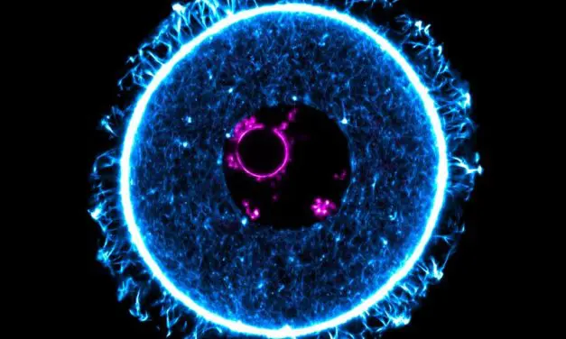Protein controls pause state of egg cells