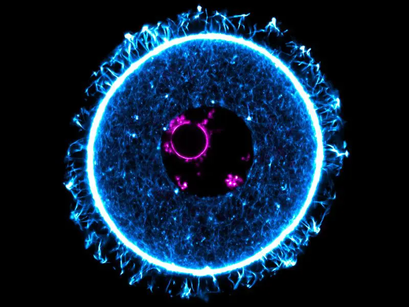 Protein controls pause state of egg cells