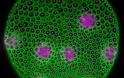 Researchers from Bielefeld and Cambridge decipher geometry of cell assemblies
