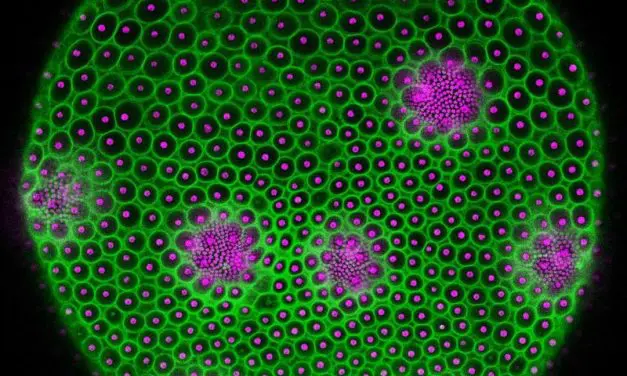 Researchers from Bielefeld and Cambridge decipher geometry of cell assemblies