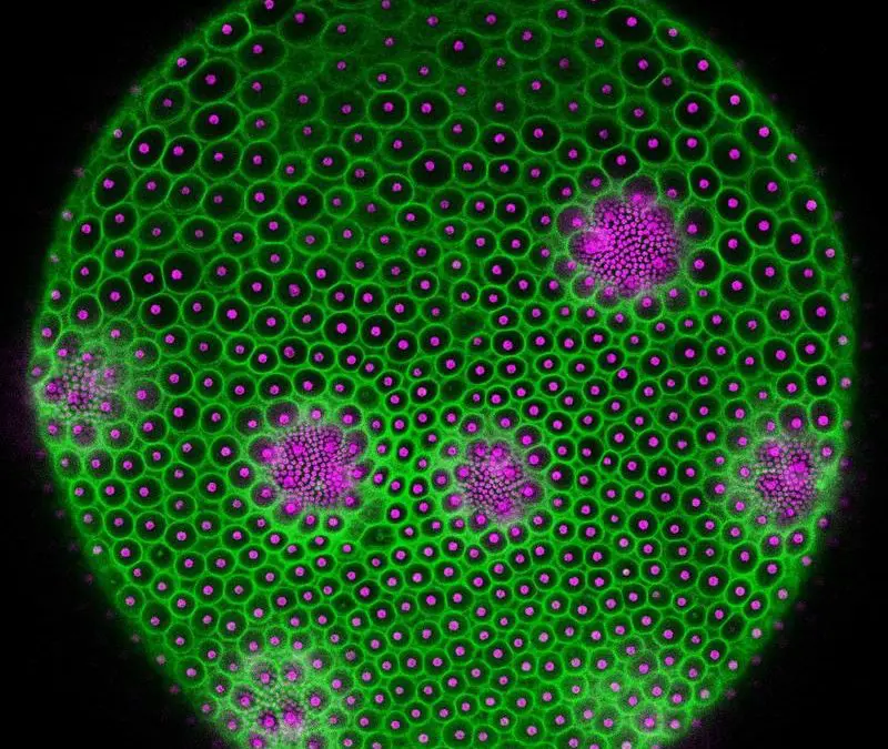 Researchers from Bielefeld and Cambridge decipher geometry of cell assemblies