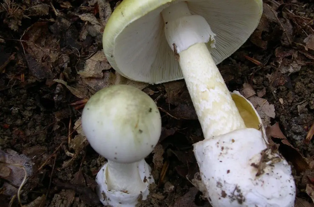 Radioactive cesium in wild mushrooms: Moderate consumption harmless