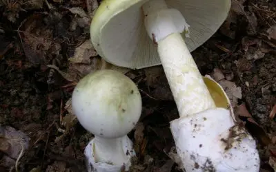 Radioactive cesium in wild mushrooms: Moderate consumption harmless