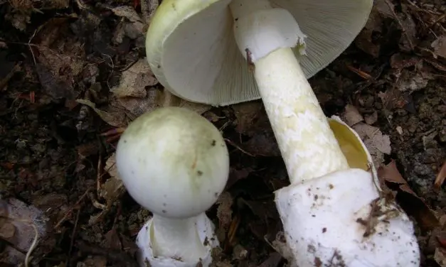 Warning about mushroom poisoning: German Liver Foundation urges caution when picking mushrooms