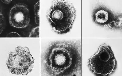Hamburg and Göttingen researchers discover nanobody against herpes virus