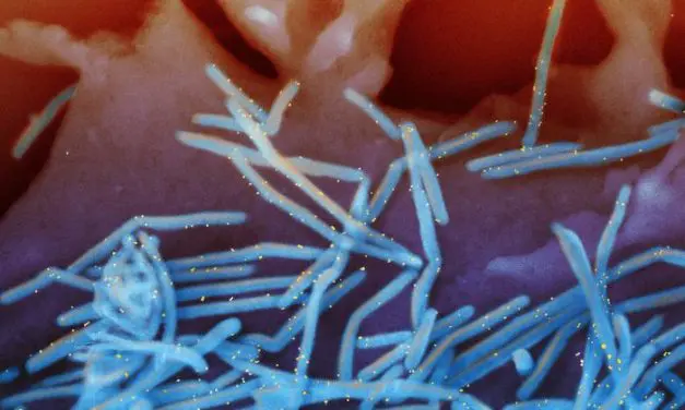 RSV vaccines: Safe and effective protection for vulnerable groups