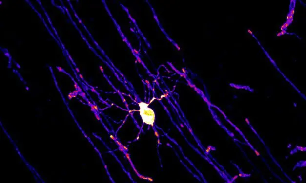 Erythropoietin: Growth factor promotes learning and thinking processes in the brain