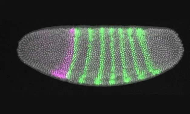 Embryos regulate mechanical stresses for stable development