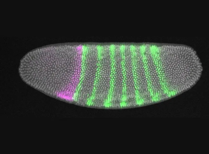 Embryos regulate mechanical stresses for stable development