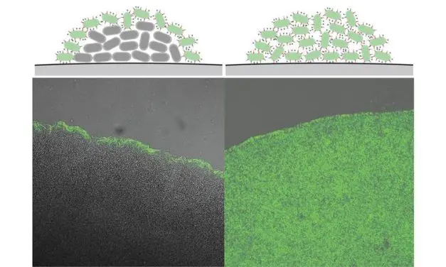 New insight into bacterial infections caused by Yersinia enterocolitica
