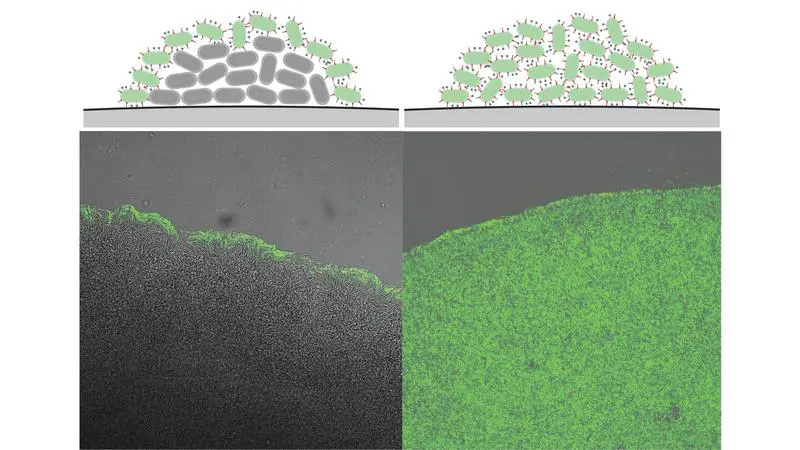 New insight into bacterial infections caused by Yersinia enterocolitica