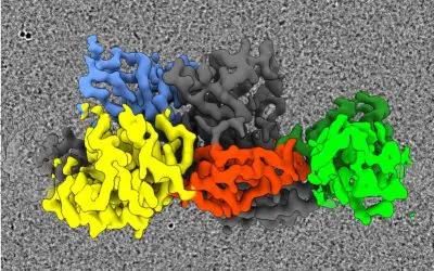 Gephyrin: Protein forms flexible filaments in the brain