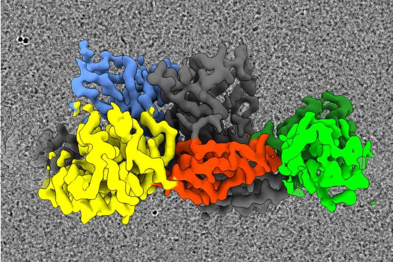 Gephyrin: Protein forms flexible filaments in the brain