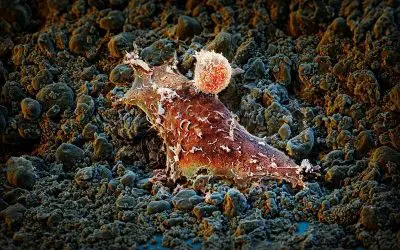 New molecule could revolutionize cancer therapies