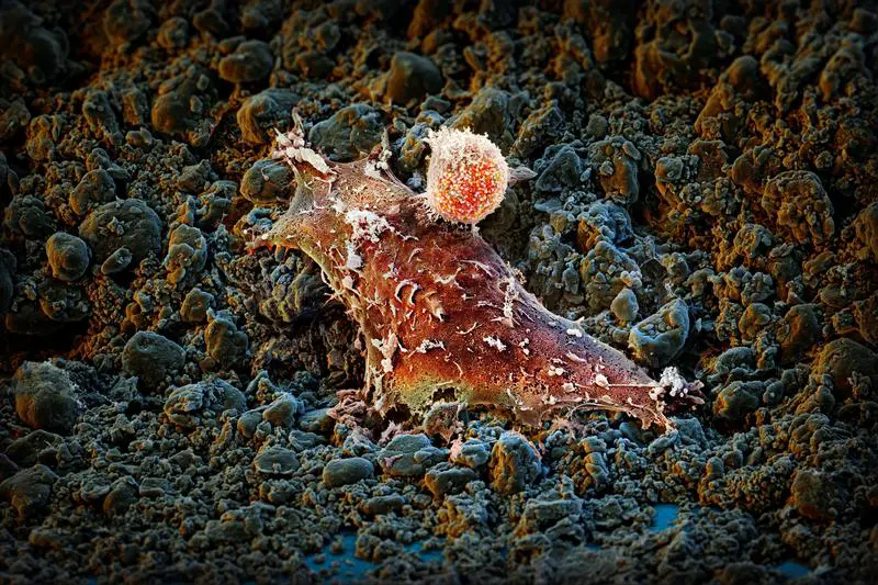 New molecule could revolutionize cancer therapies