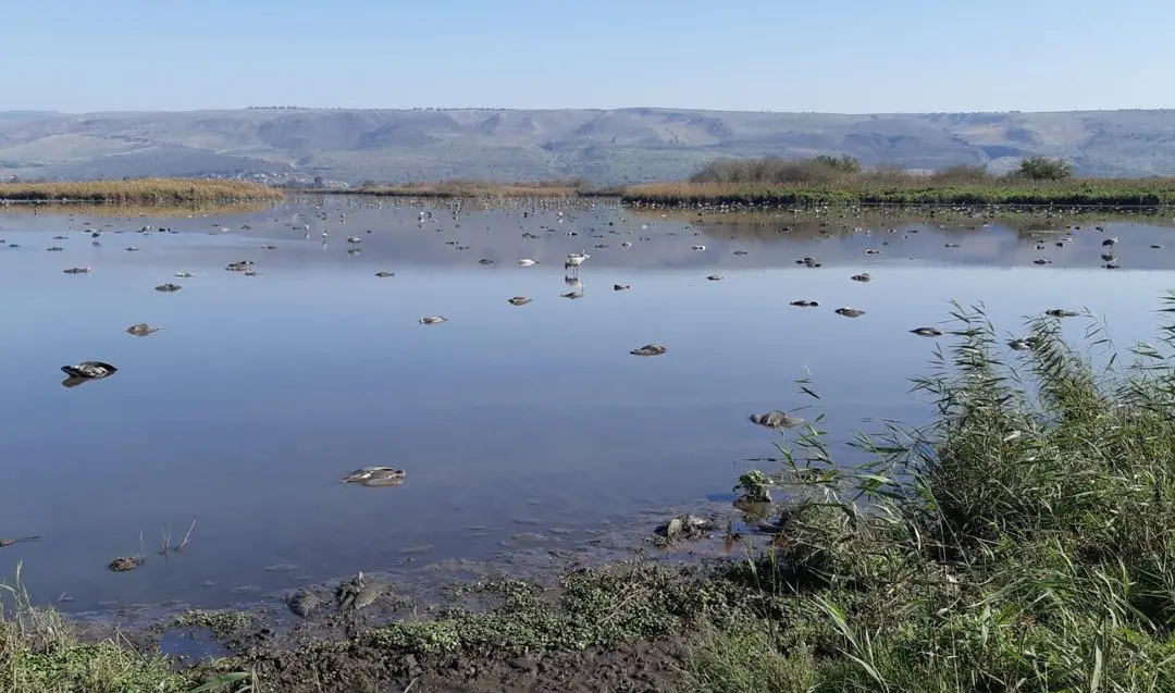 One Health: New approach to early detection of pandemics through wildlife surveillance