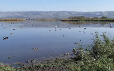 One Health: New approach to early detection of pandemics through wildlife surveillance