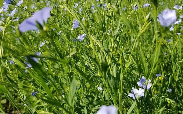 New mobile sensor for hydrogen cyanide in the food industry