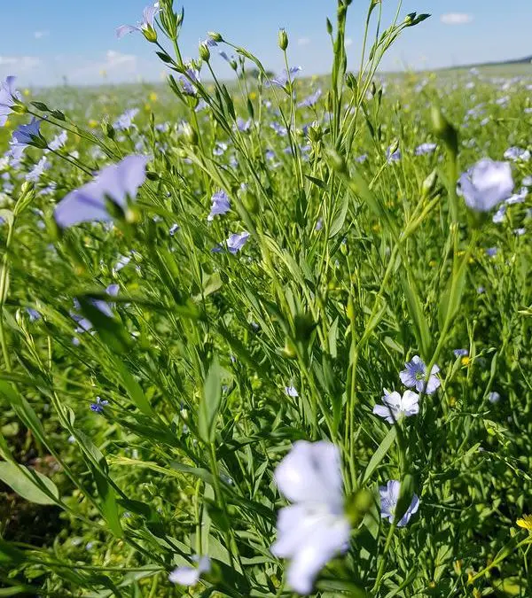 New mobile sensor for hydrogen cyanide in the food industry