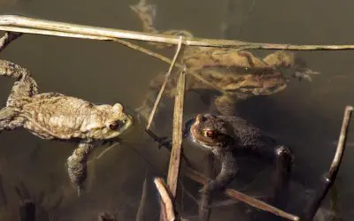 Deadly trend: licking toads for Halloween