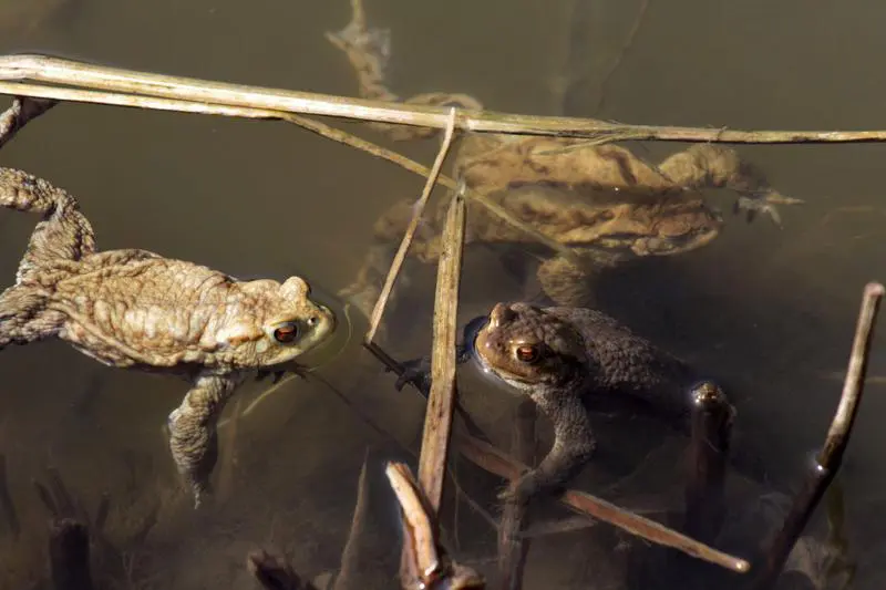Deadly trend: licking toads for Halloween