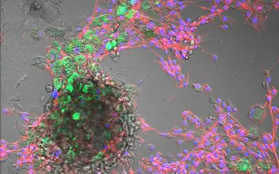 Nanoplastic uptake detected in livestock cells – potential risks to animal health and nutrition