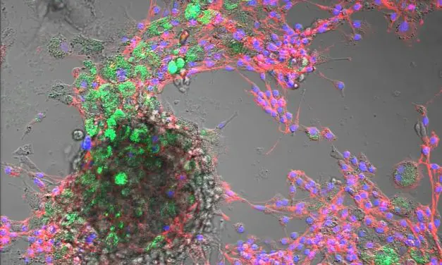 Nanoplastic uptake detected in livestock cells – potential risks to animal health and nutrition