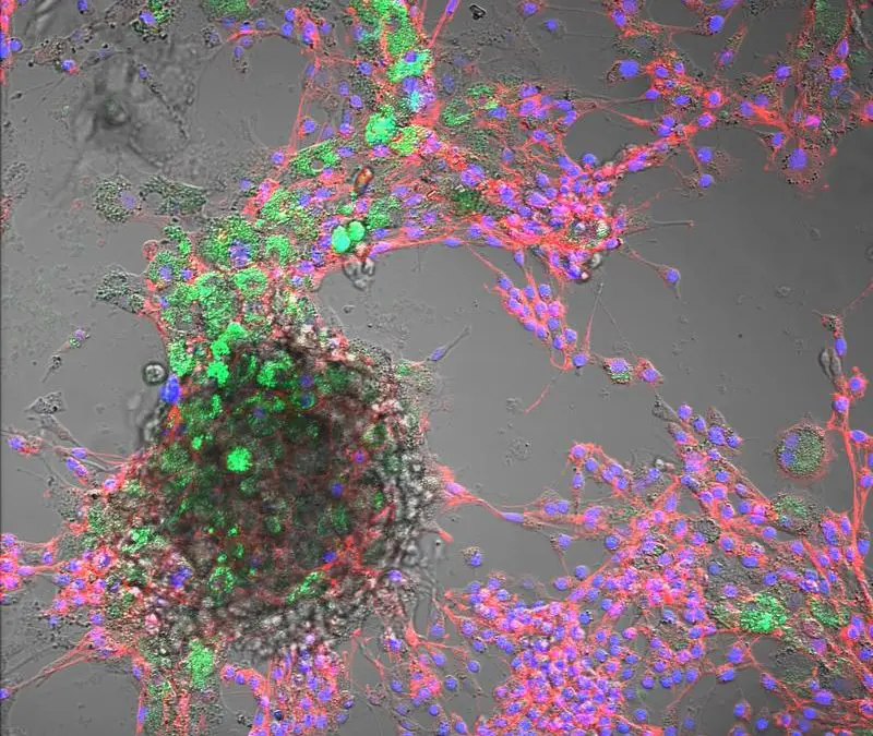 Nanoplastic uptake detected in livestock cells – potential risks to animal health and nutrition