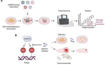 Tübingen researchers discover weak point in childhood brain tumor