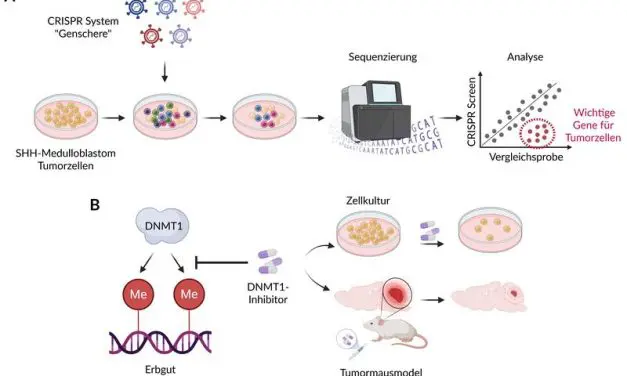 Tübingen researchers discover weak point in childhood brain tumor