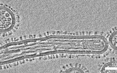 One Health: FLU-PREP research network develops methods for the early detection of pandemic-capable viruses