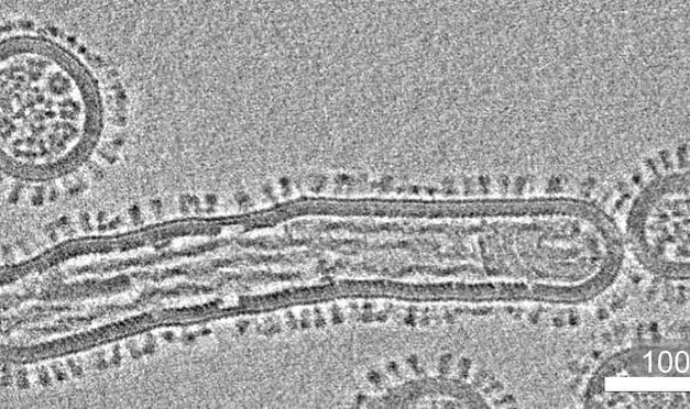 One Health: FLU-PREP research network develops methods for the early detection of pandemic-capable viruses