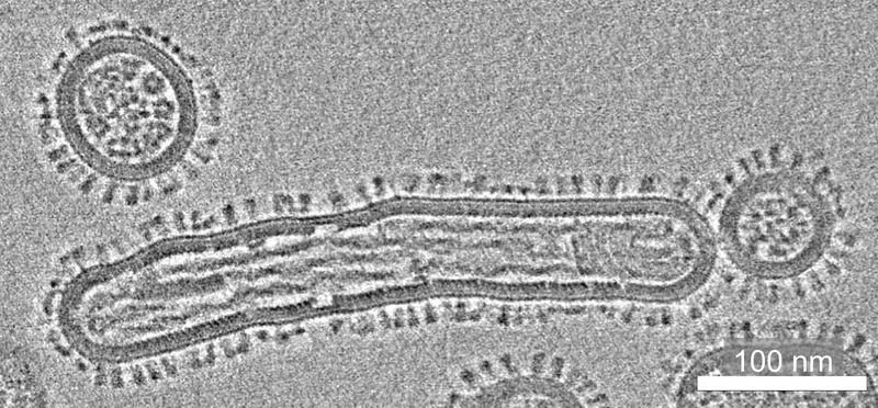 One Health: FLU-PREP research network develops methods for the early detection of pandemic-capable viruses