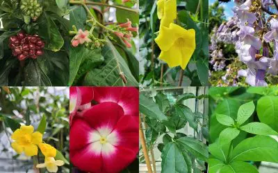 Enzyme for iridoid biosynthesis discovered: potential for cancer drugs