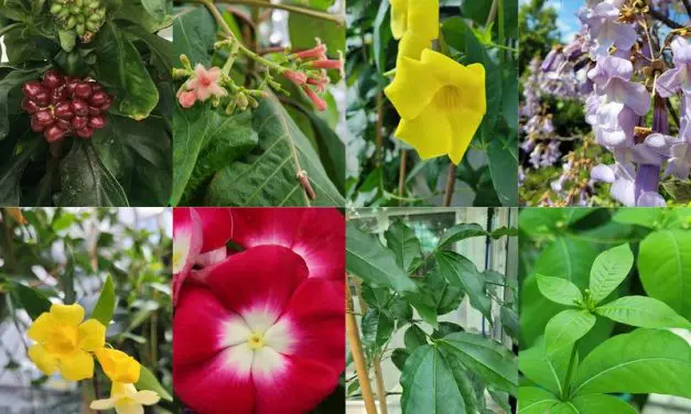 Enzyme for iridoid biosynthesis discovered: potential for cancer drugs