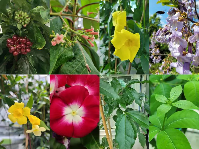 Enzyme for iridoid biosynthesis discovered: potential for cancer drugs