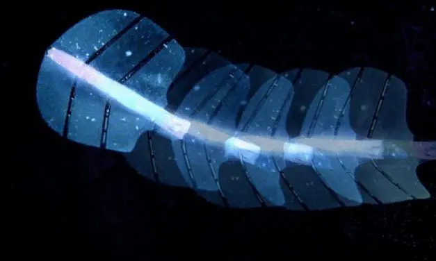 ETH researchers develop ultrasound-guided artificial muscles made of silicone