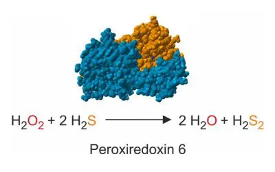 Researchers clarify electron source for peroxiredoxin-6 enzymes