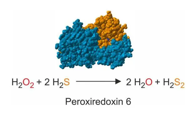 Researchers clarify electron source for peroxiredoxin-6 enzymes