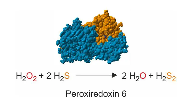 Researchers clarify electron source for peroxiredoxin-6 enzymes