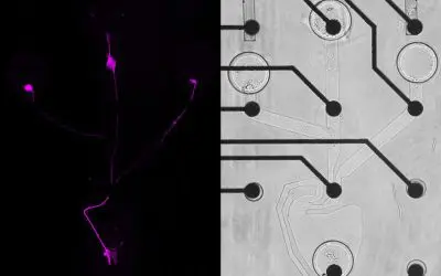 SNAP method: Researchers reconstruct neural networks in the laboratory