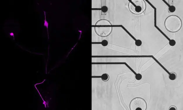 SNAP method: Researchers reconstruct neural networks in the laboratory