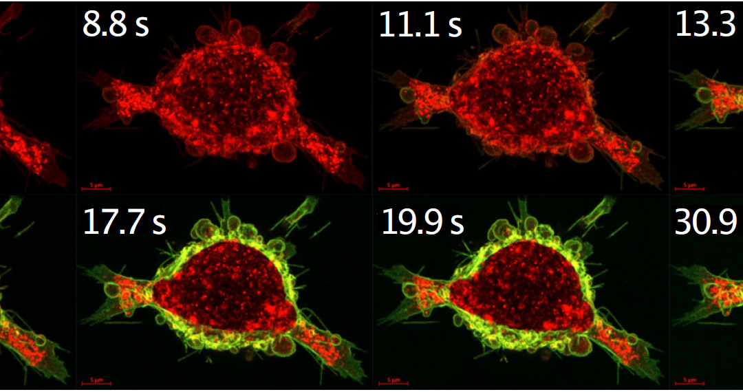 Calcium-sensitive switch increases the effectiveness of cancer drugs