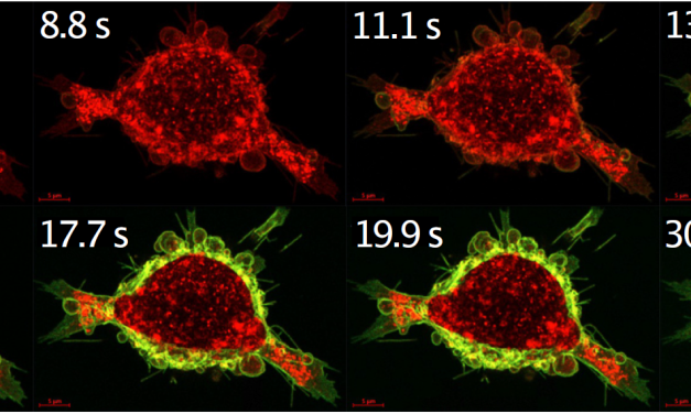 Calcium-sensitive switch increases the effectiveness of cancer drugs
