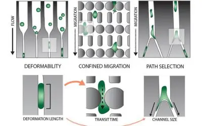 Study reveals how cancer cells penetrate narrow tissue crevices