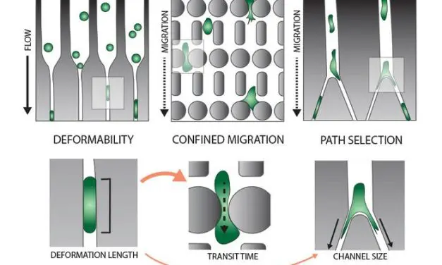Study reveals how cancer cells penetrate narrow tissue crevices