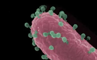 Research on bacteriophages as a weapon against antibiotic resistance